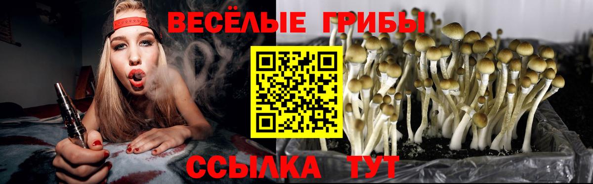 Псилоцибиновые грибы Psilocybe Долгопрудный